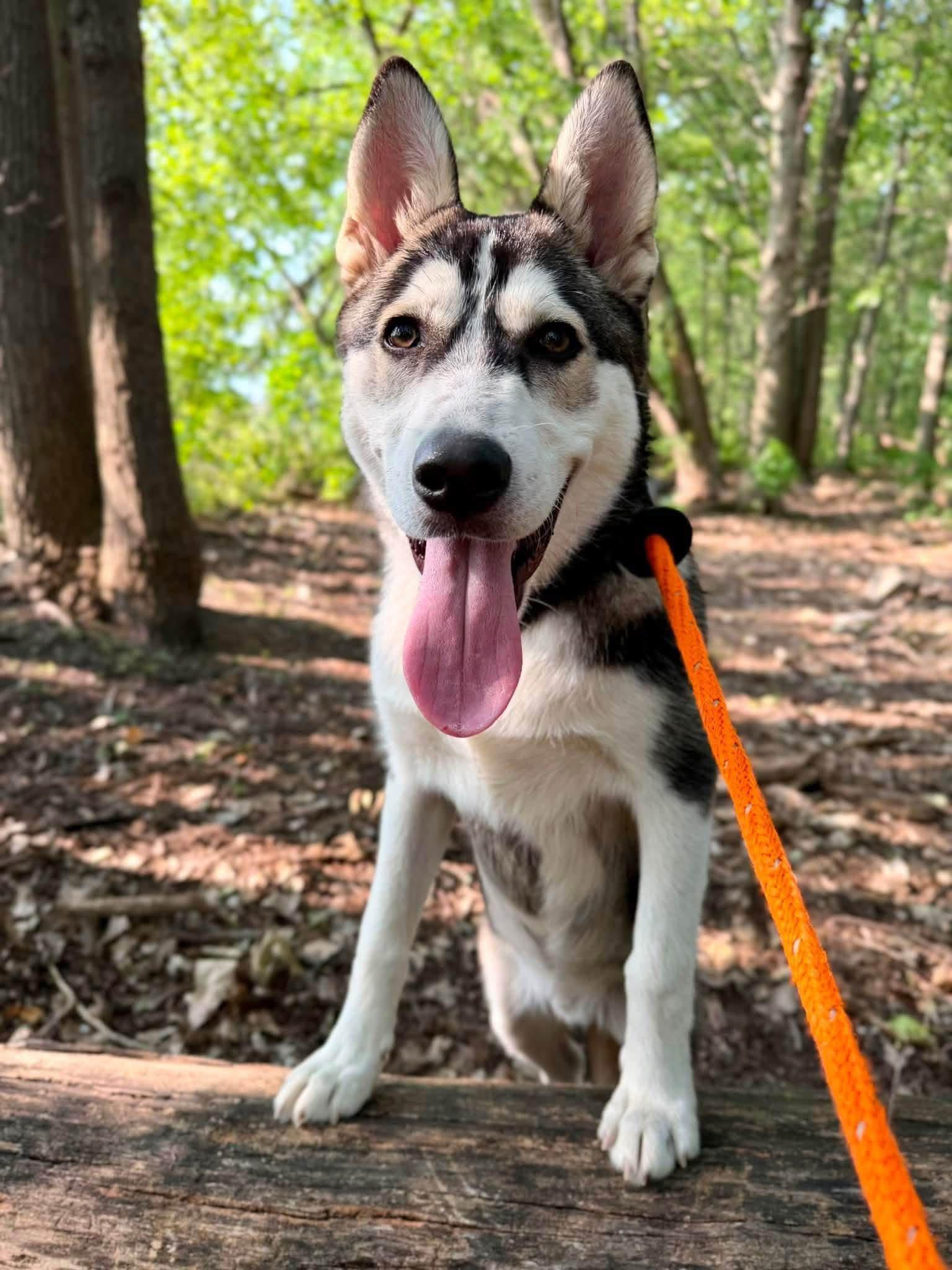 Ryker, Adoptable, Young Male Husky & Labrador Retriever.