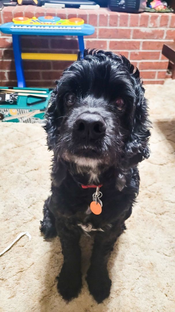 Snooper, a Adoptable Cocker Spaniel in Austin, TX image 4/6