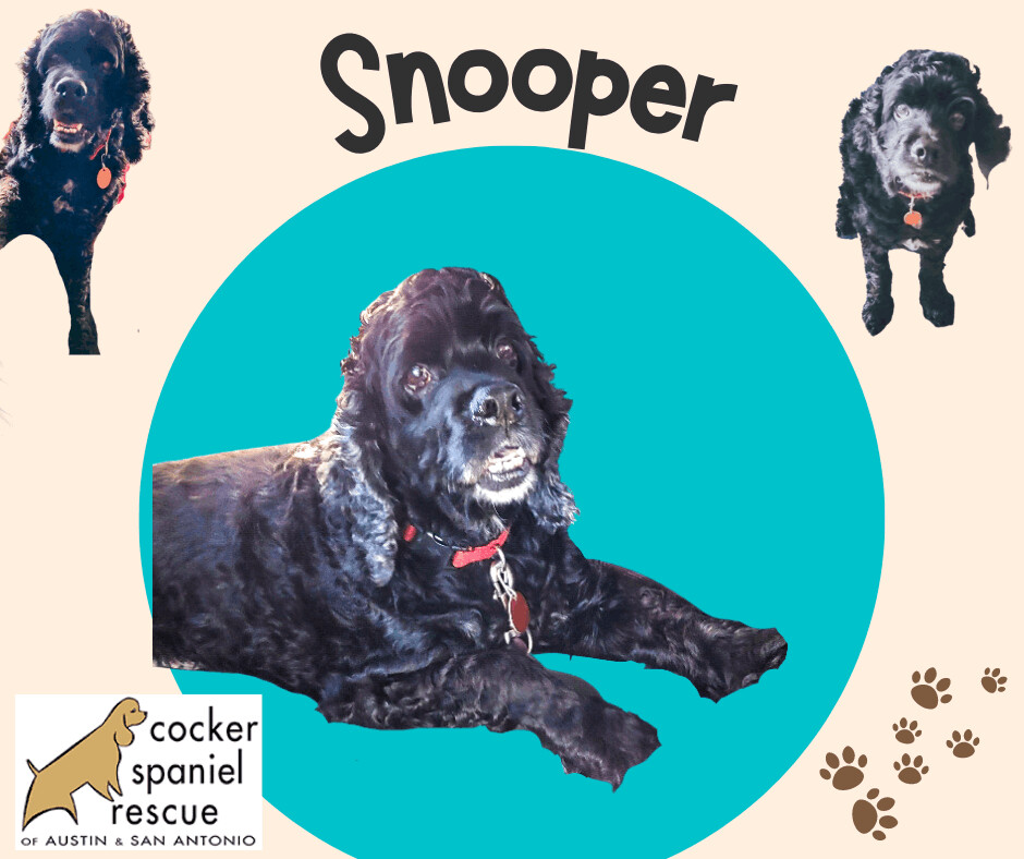Snooper, a Adoptable Cocker Spaniel in Austin, TX image 3/6