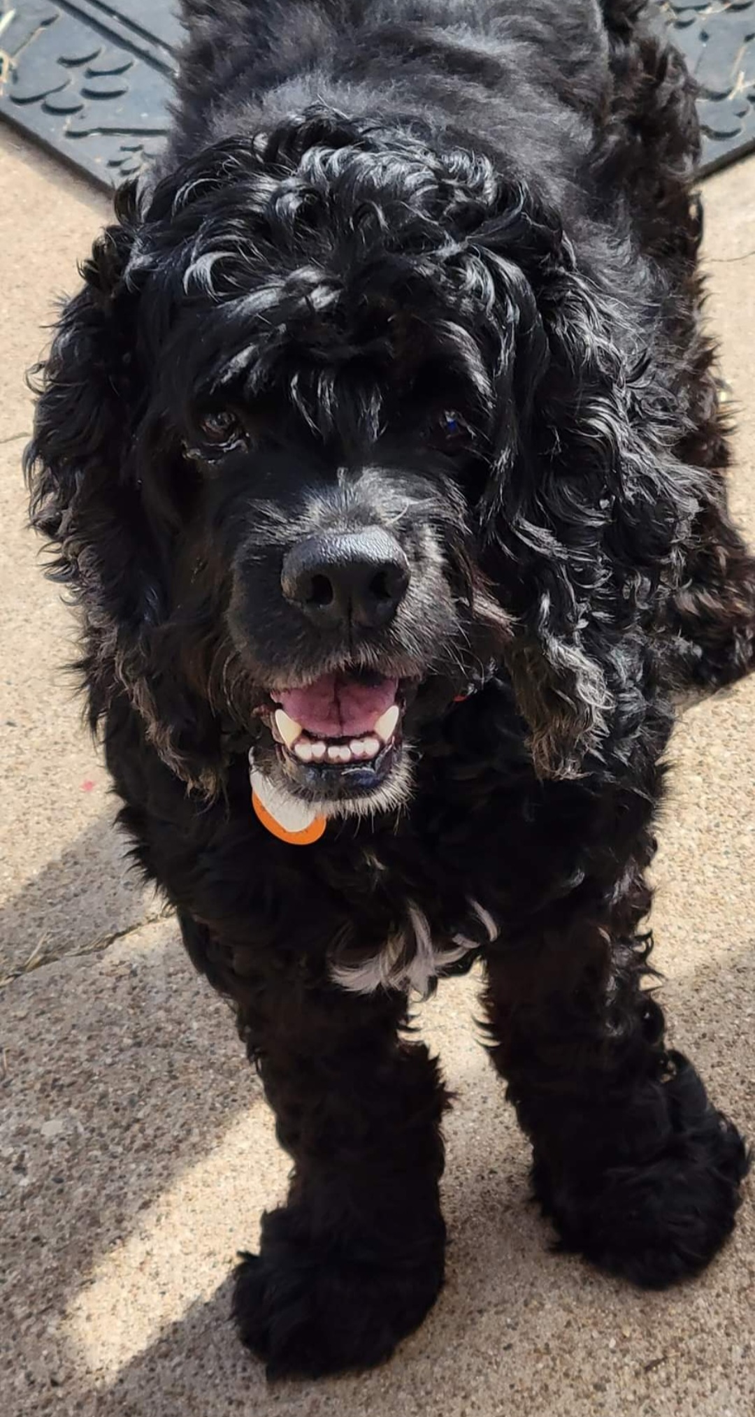 Snooper, a Adoptable Cocker Spaniel in Austin, TX image 6/6