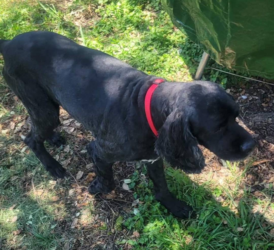 Snooper, a Adoptable Cocker Spaniel in Austin, TX image 5/6