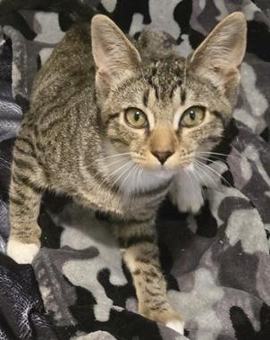 Enlarge DaisyJA, a Adopted mixed breed in Fair Oaks, CA image 1/1