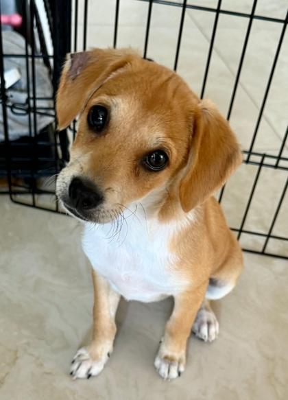 Aspen, Adoptable, Puppy Female Mixed Breed & Mixed Breed.