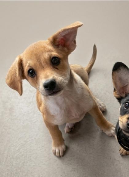 Aspen, a Adoptable mixed breed in Cibolo, TX image 2/2