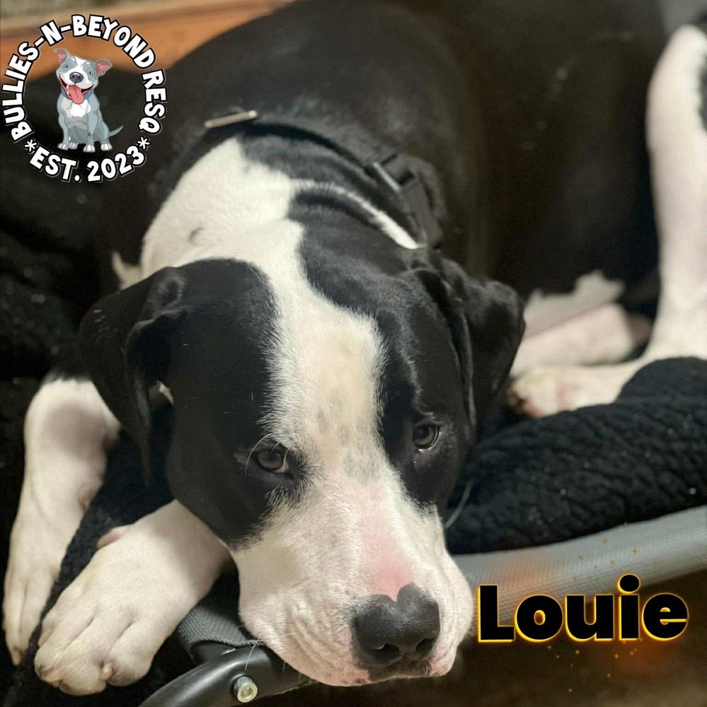 Enlarge Louie, a Adoptable mixed breed in Omaha, NE image 1/6