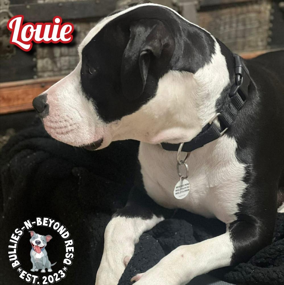 Enlarge Louie, a Adoptable mixed breed in Omaha, NE image 2/6