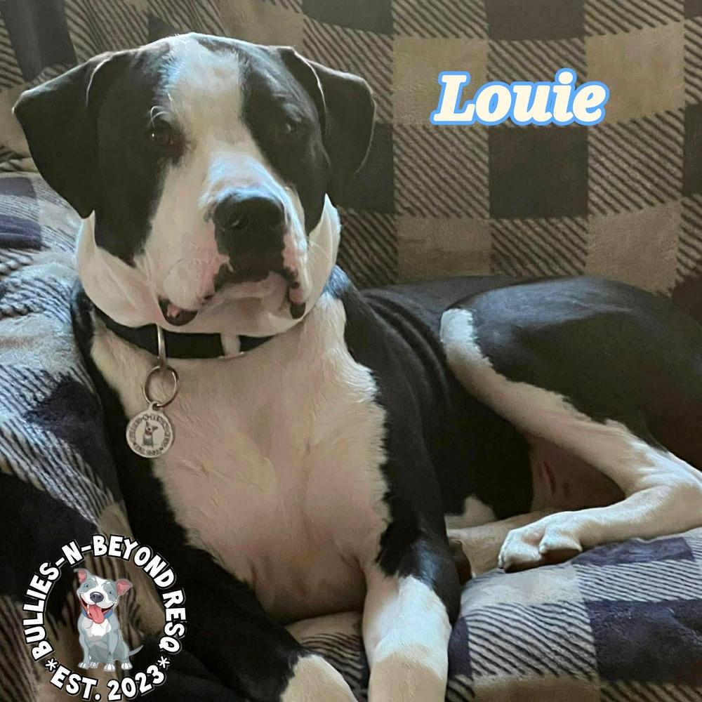 Enlarge Louie, a Adoptable mixed breed in Omaha, NE image 3/6