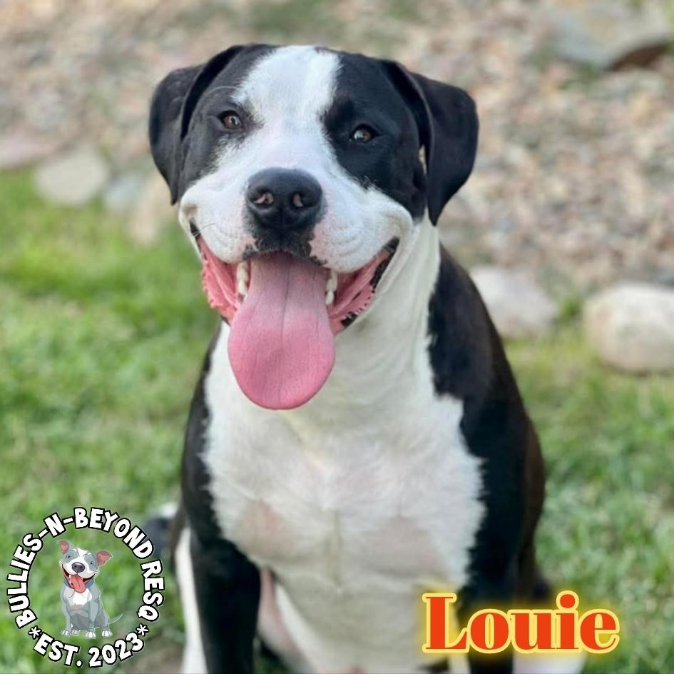 Enlarge Louie, a Adoptable mixed breed in Omaha, NE image 4/6