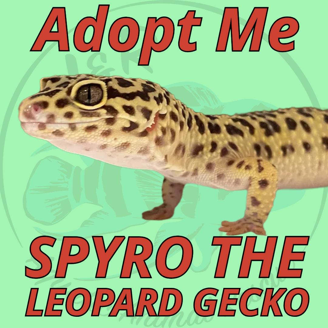 Spyro the Leopard Gecko, an adopted Gecko in Neenah, WI_image-1