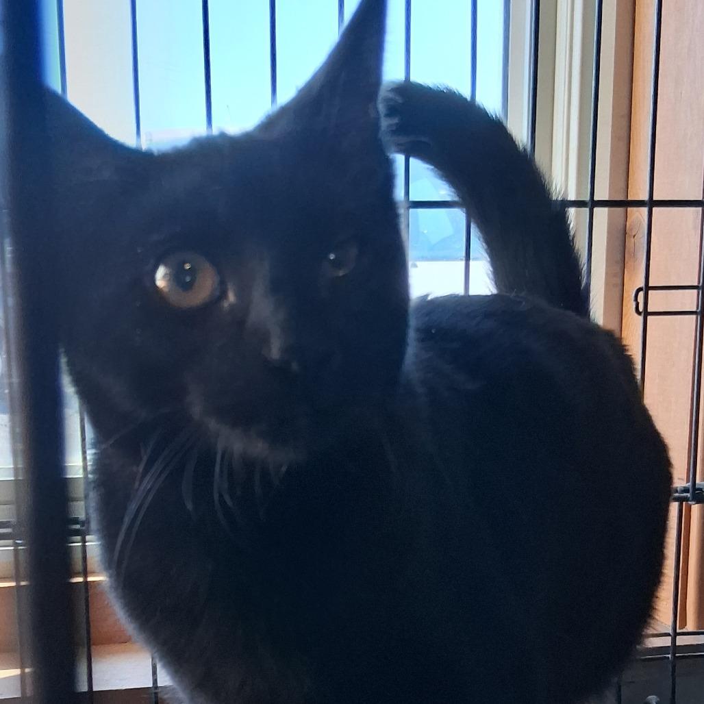 Jinora, Adoptable, Kitten Female Domestic Short Hair.