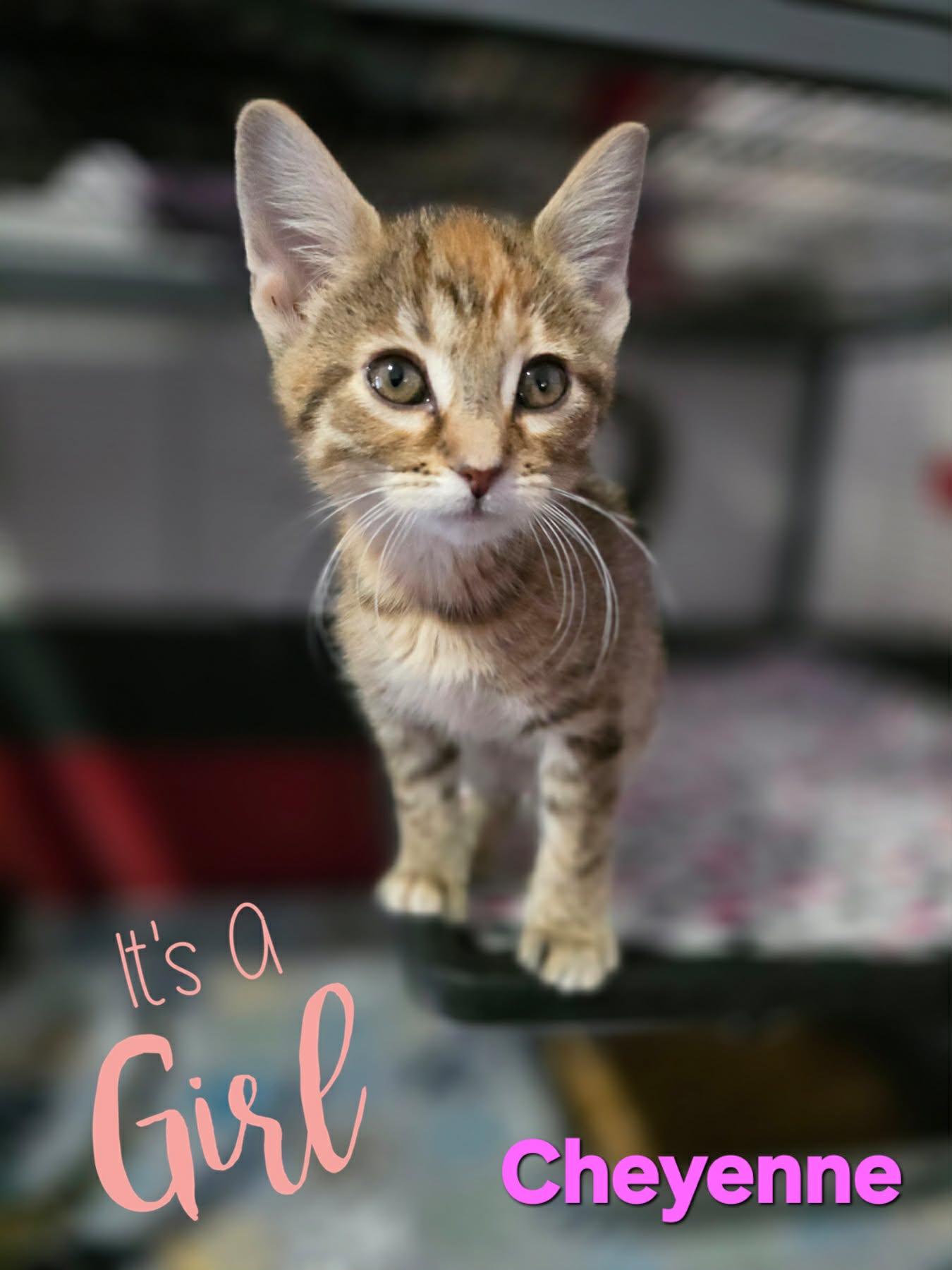 Enlarge Cheyenne, an adopted Torbie in Saginaw, MI image 2/3