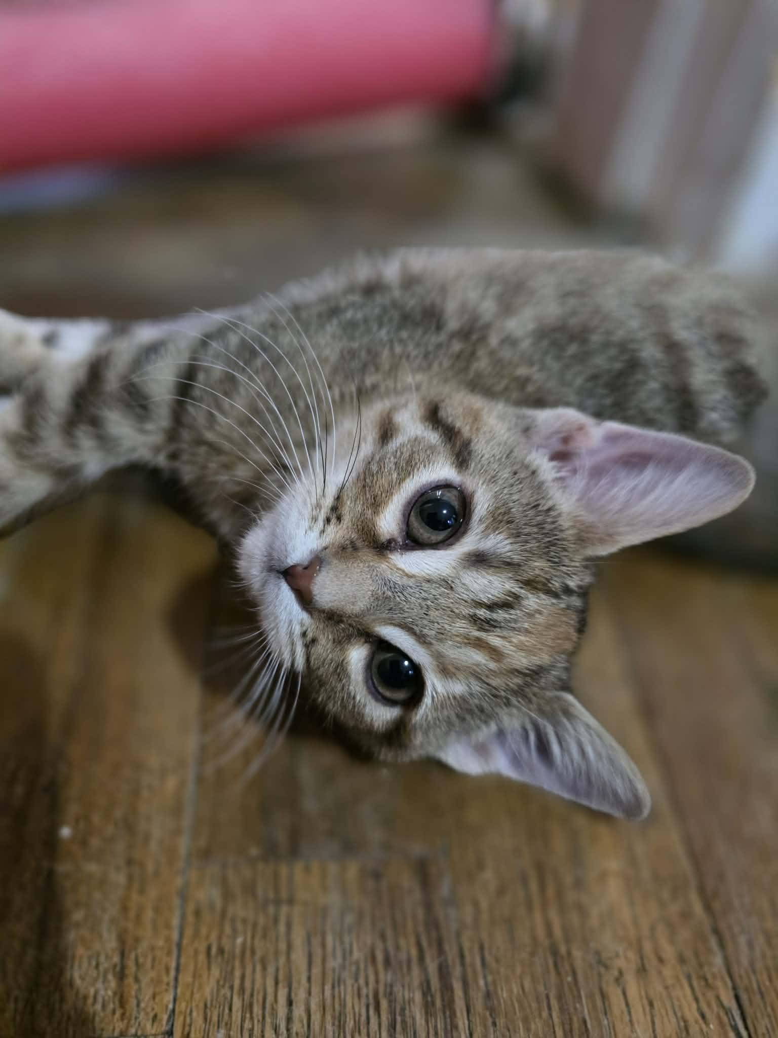 Enlarge Cheyenne, an adopted Torbie in Saginaw, MI image 3/3