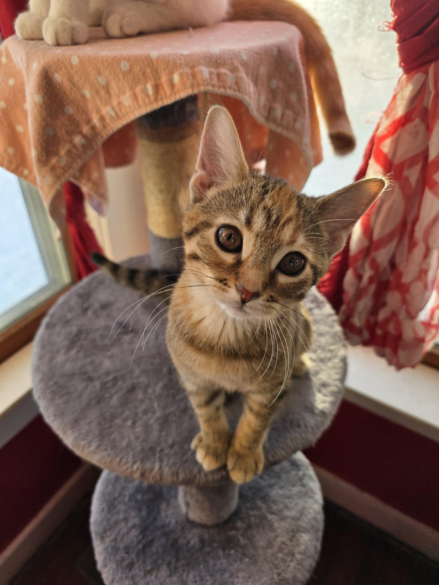 Enlarge Cheyenne, an adopted Torbie in Saginaw, MI image 1/3