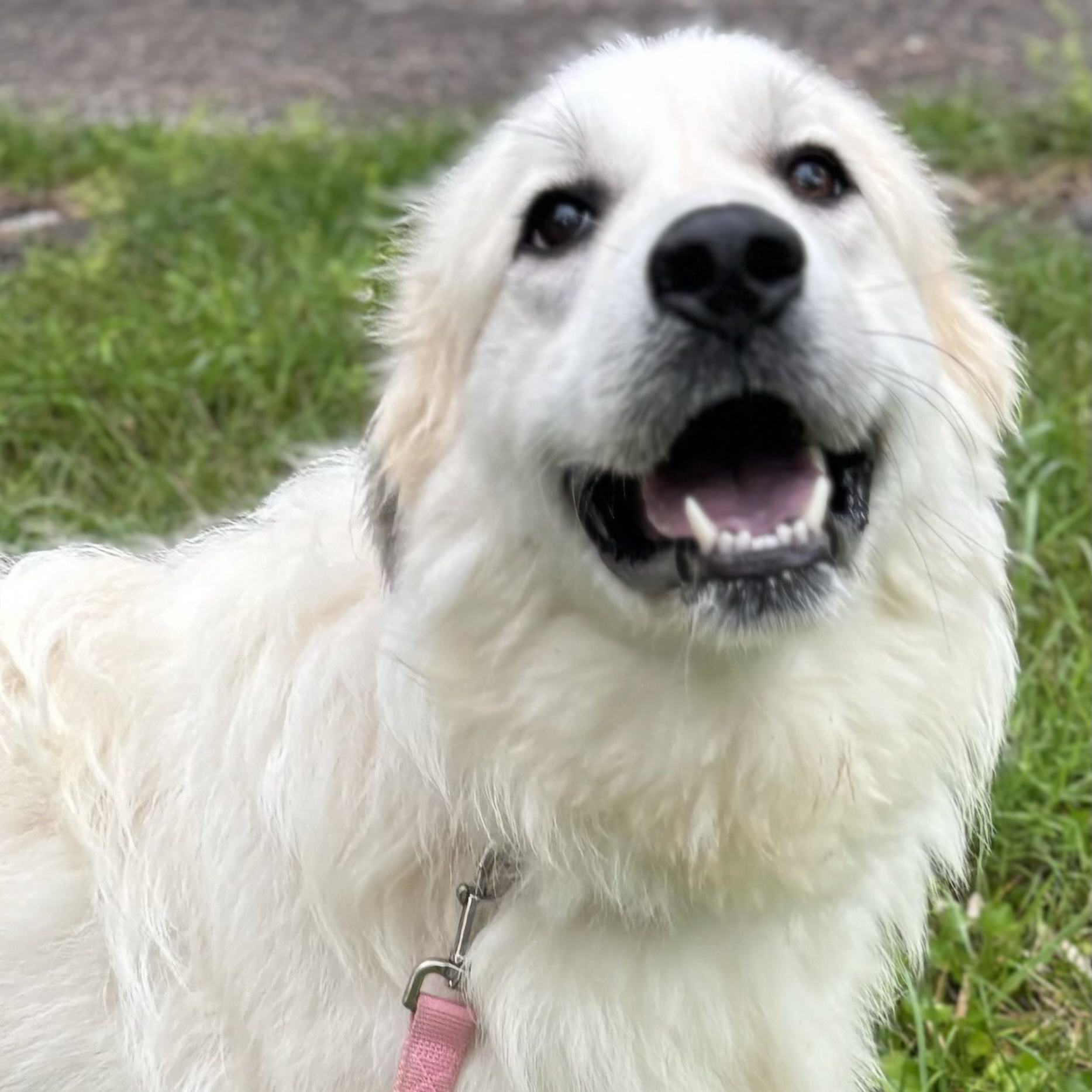 Harry - Handsome- Foster Needed, a Adoptable Great Pyrenees in Indianapolis, IN image 4/6
