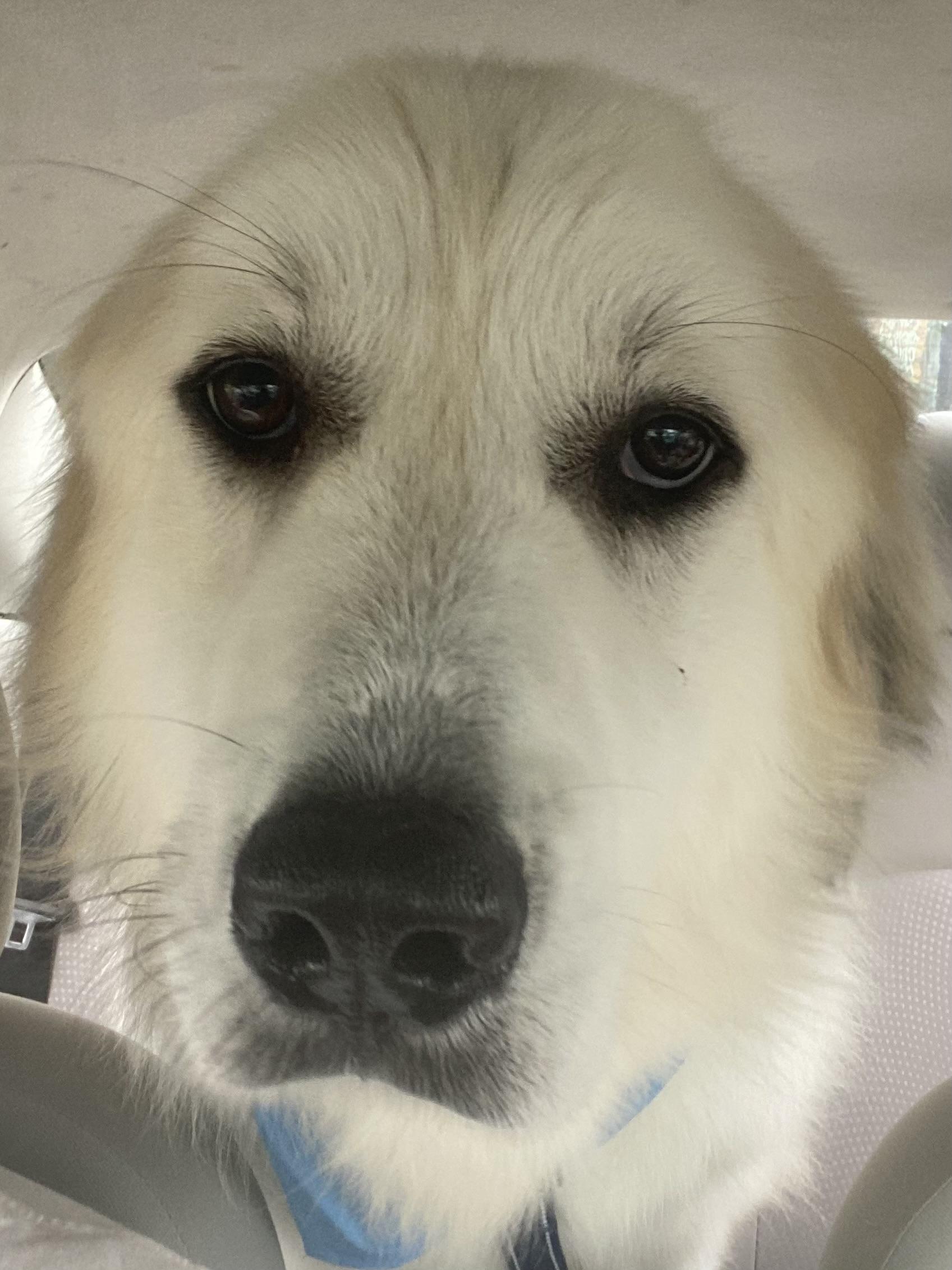 Harry - Handsome- Foster Needed, a Adoptable Great Pyrenees in Indianapolis, IN image 3/6
