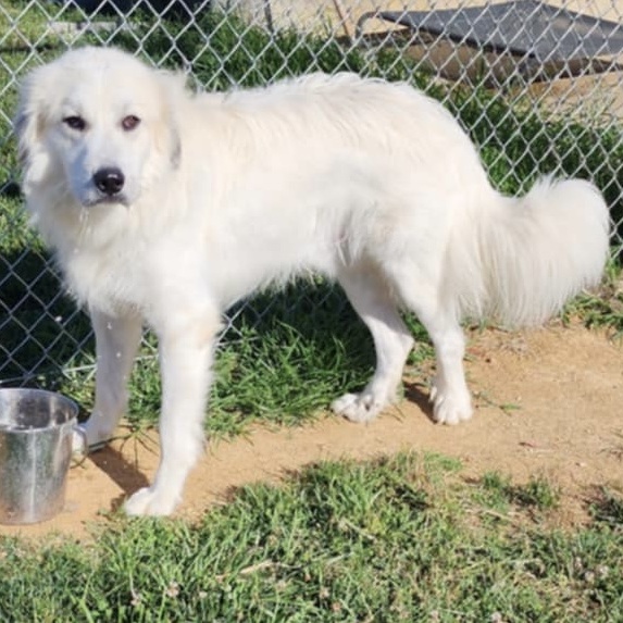 Harry - Handsome- Foster Needed, a Adoptable Great Pyrenees in Indianapolis, IN image 5/6