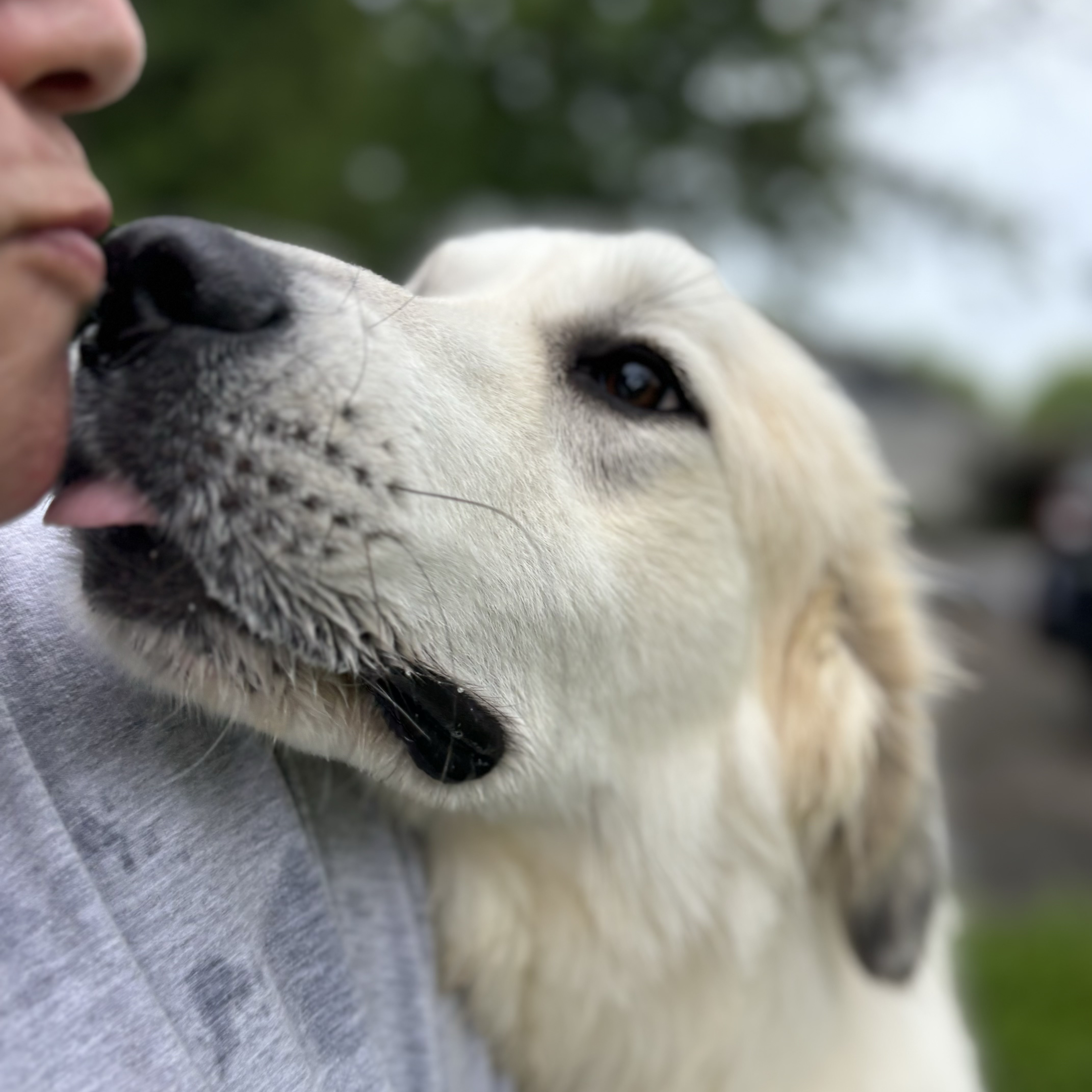 Harry - Handsome- Foster Needed, Adoptable, Adult Male Great Pyrenees.