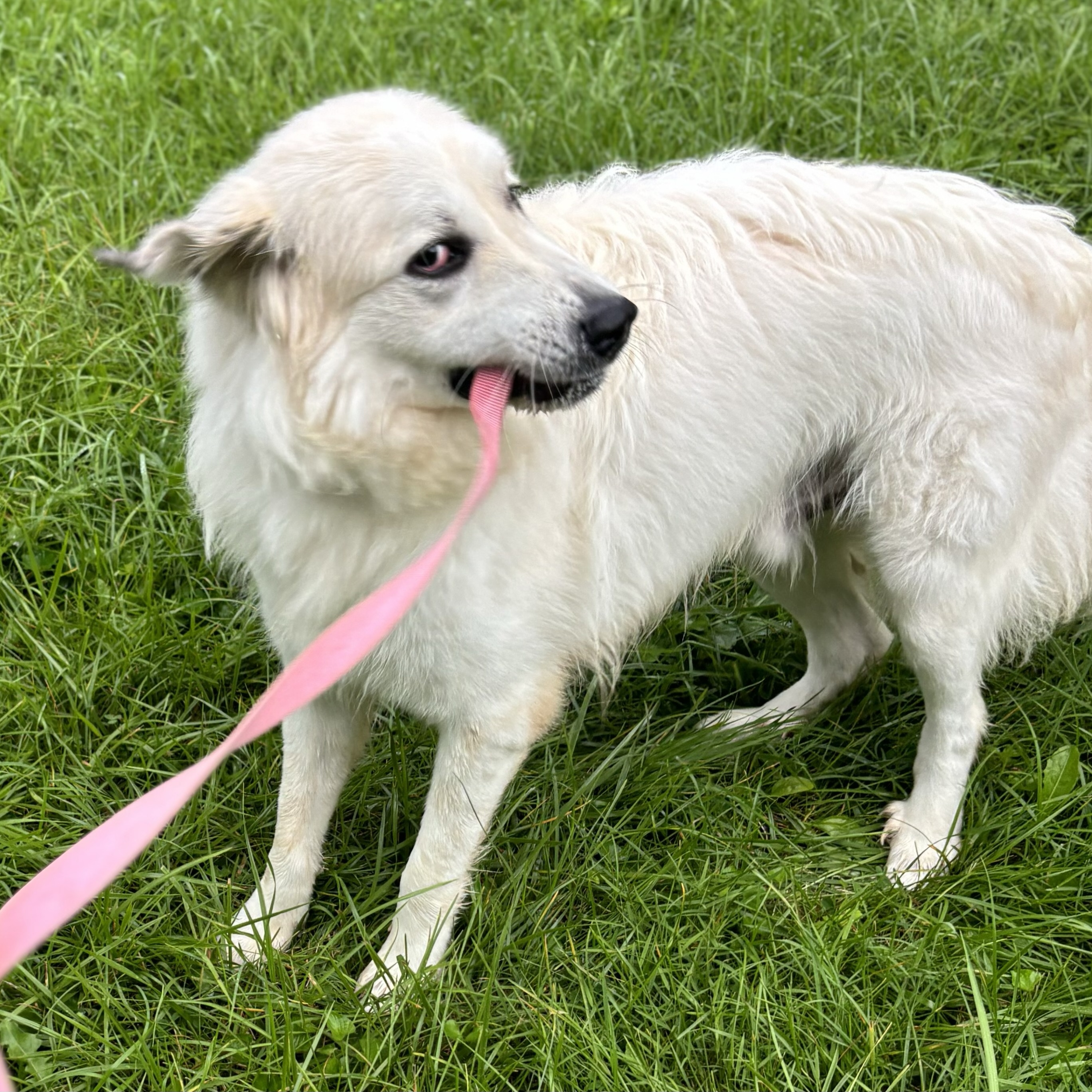 Harry - Handsome- Foster Needed, a Adoptable Great Pyrenees in Indianapolis, IN image 6/6