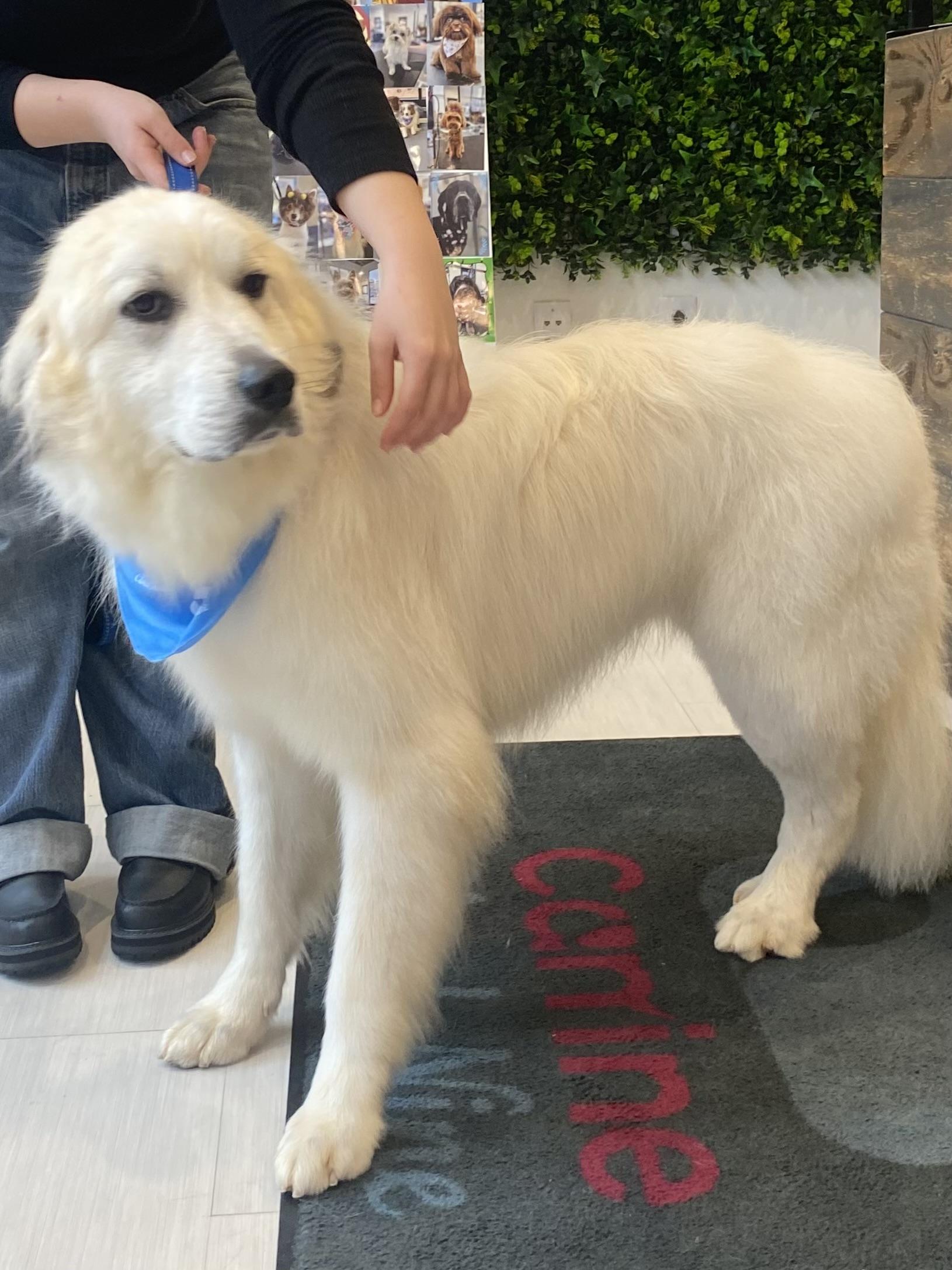 Harry - Handsome- Foster Needed, a Adoptable Great Pyrenees in Indianapolis, IN image 2/6
