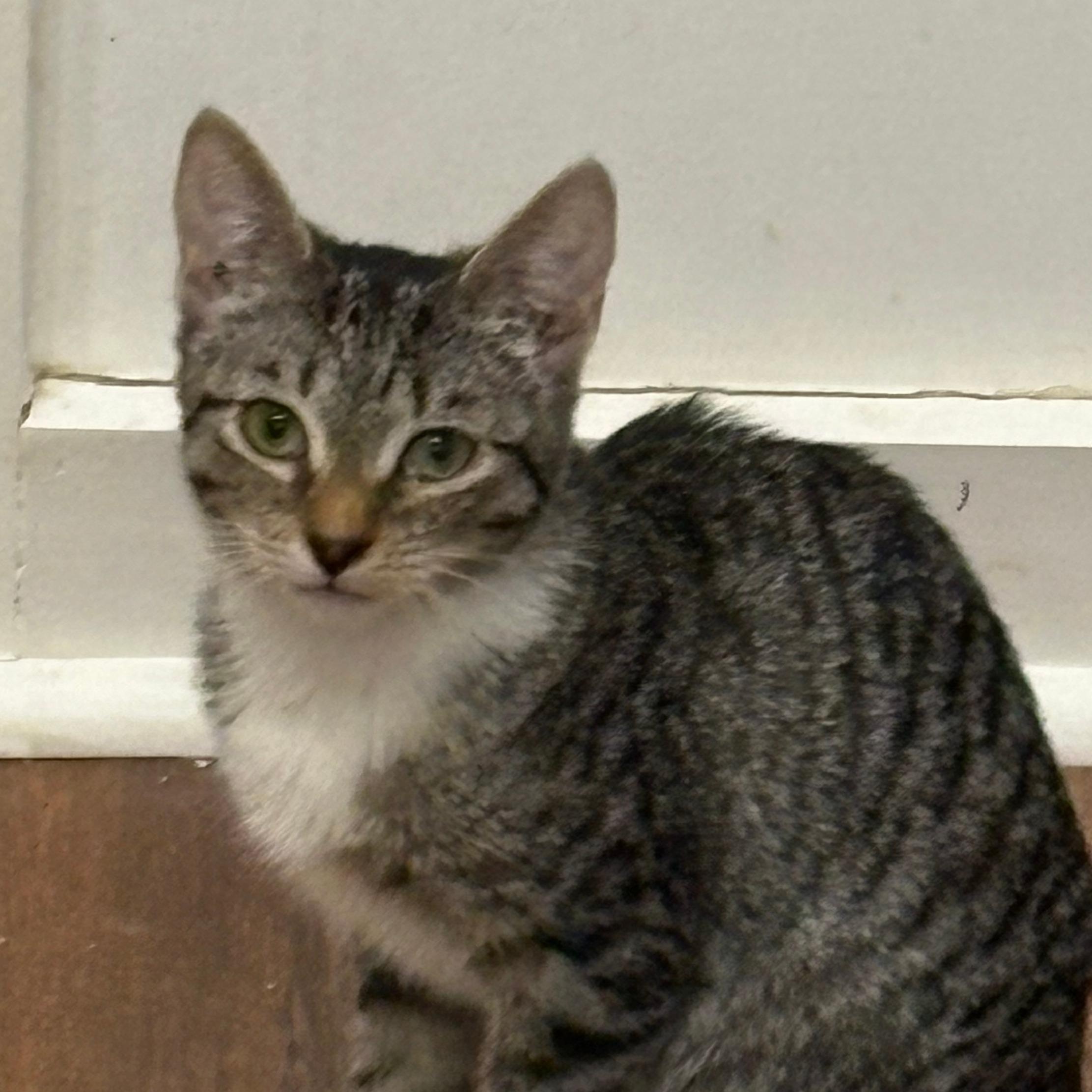 Tabby, Adoptable, Kitten Female Domestic Short Hair.