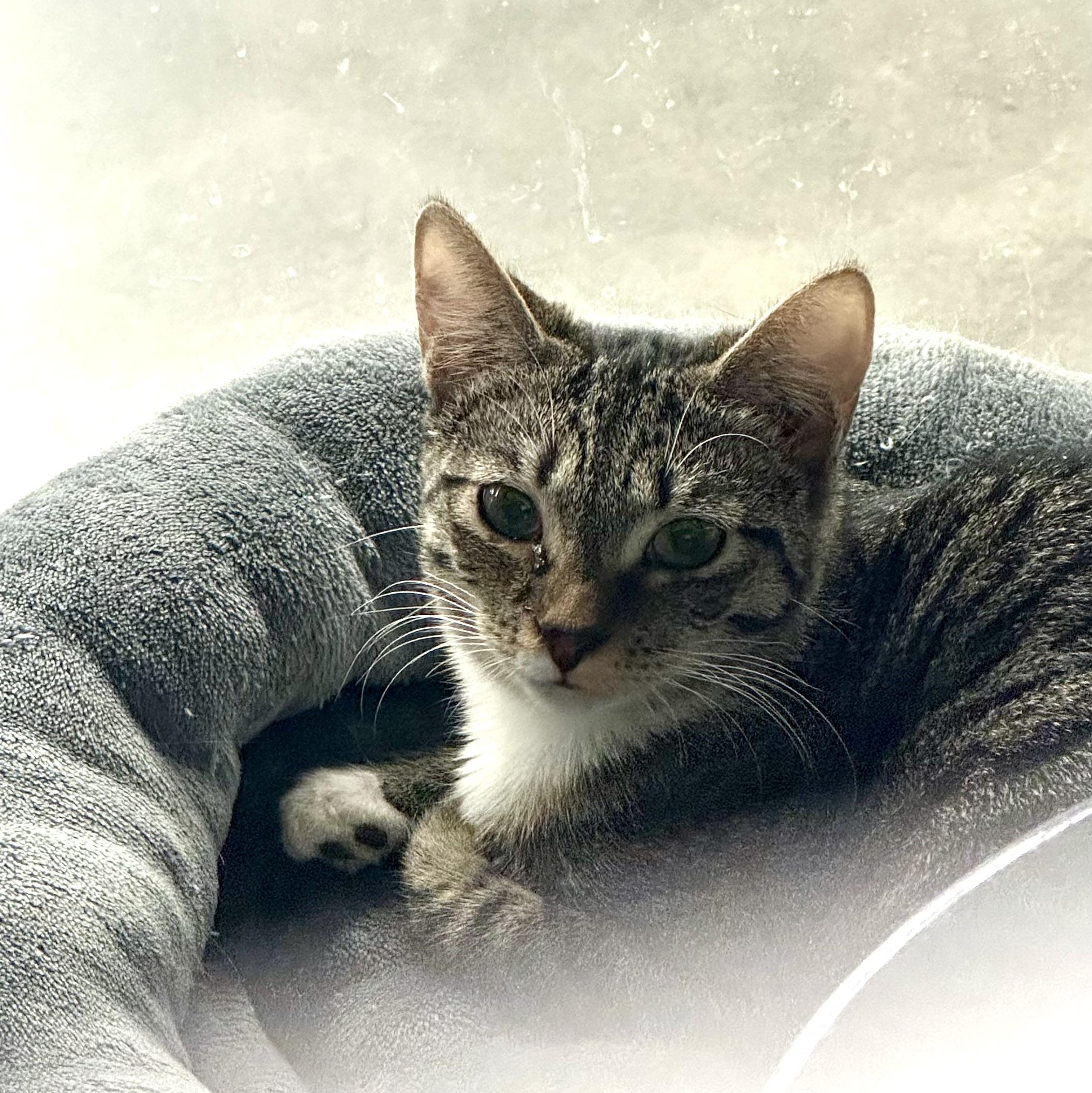 Tabby, Adoptable, Kitten Female Domestic Short Hair.