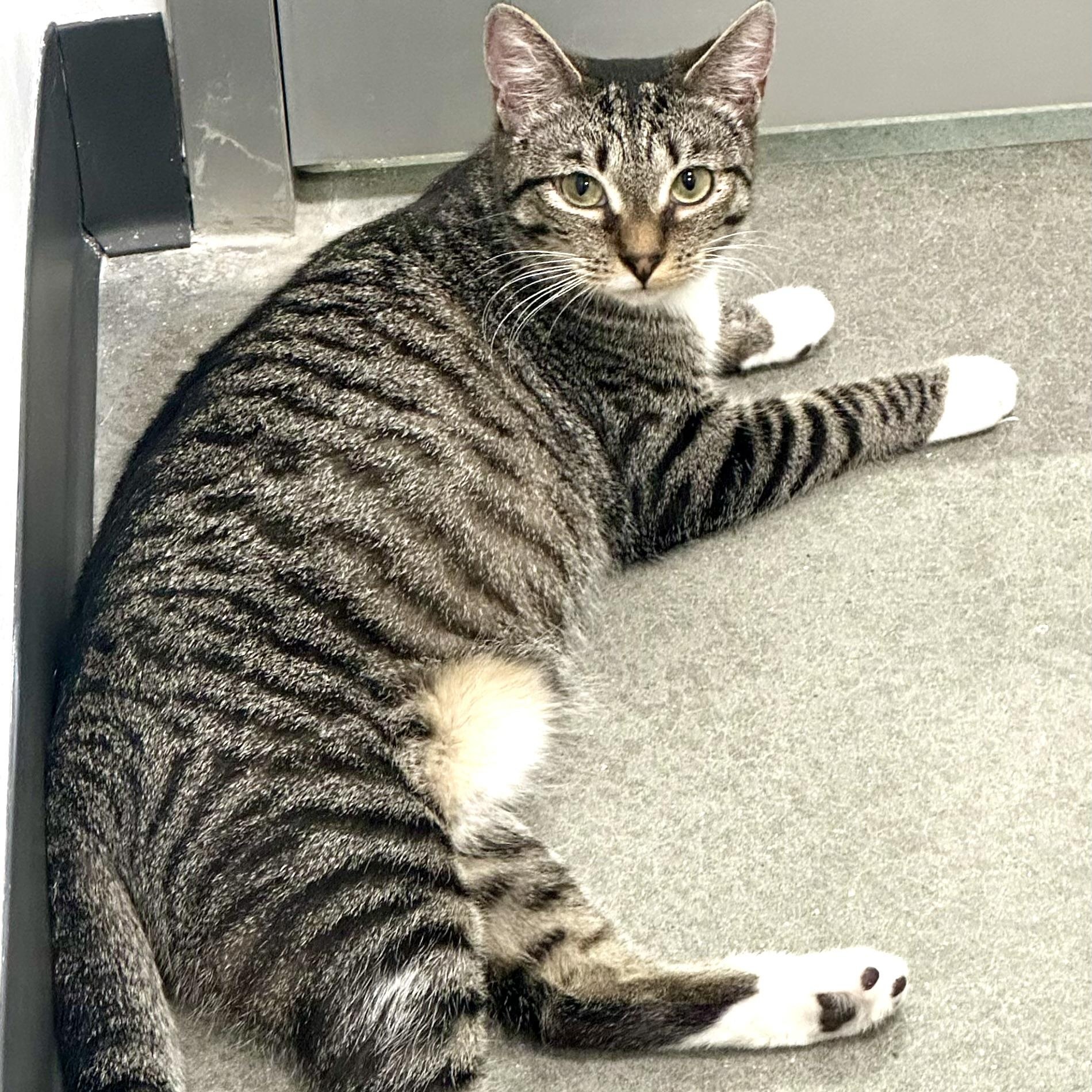 Enlarge Tabby, a Adoptable Domestic Short Hair in Beaufort, SC image 3/6