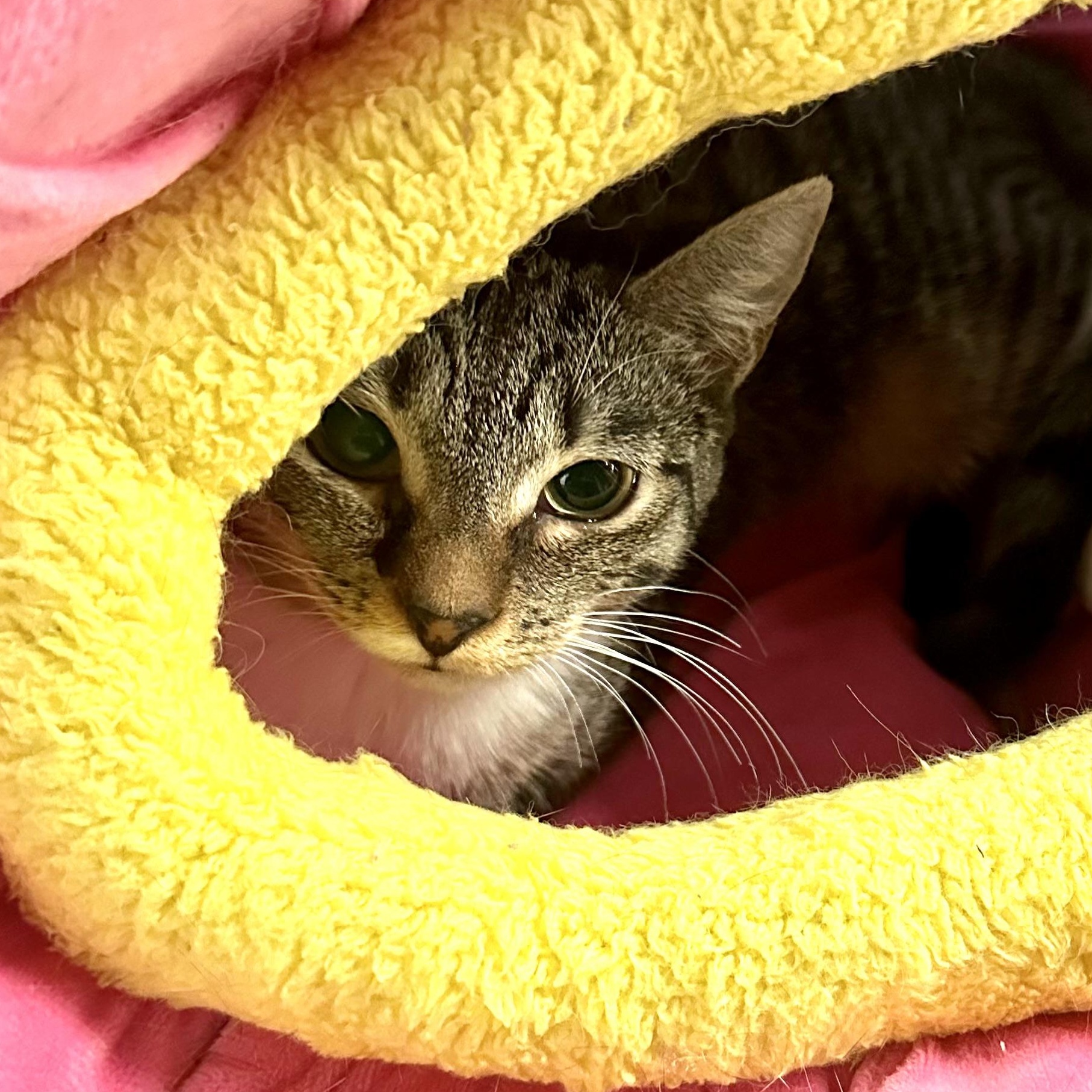 Enlarge Tabby, a Adoptable Domestic Short Hair in Beaufort, SC image 2/6