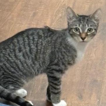 Enlarge Tabby, a Adoptable Domestic Short Hair in Beaufort, SC image 3/5