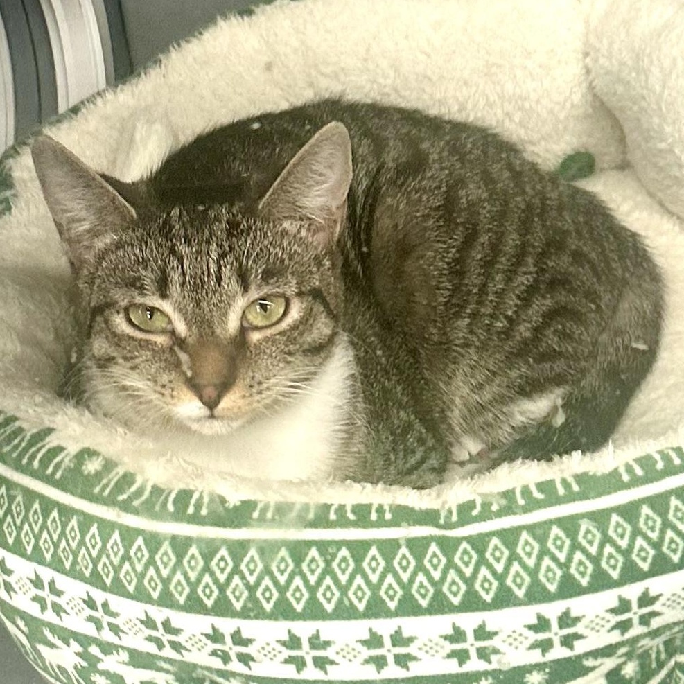 Enlarge Tabby, a Adoptable Domestic Short Hair in Beaufort, SC image 4/6