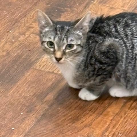 Tabby, Adoptable, Kitten Female Domestic Short Hair.
