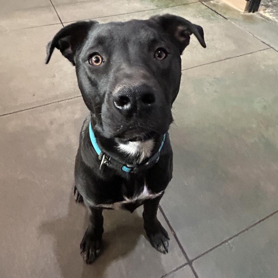 Kevin, Adoptable, Young Male Mixed Breed.