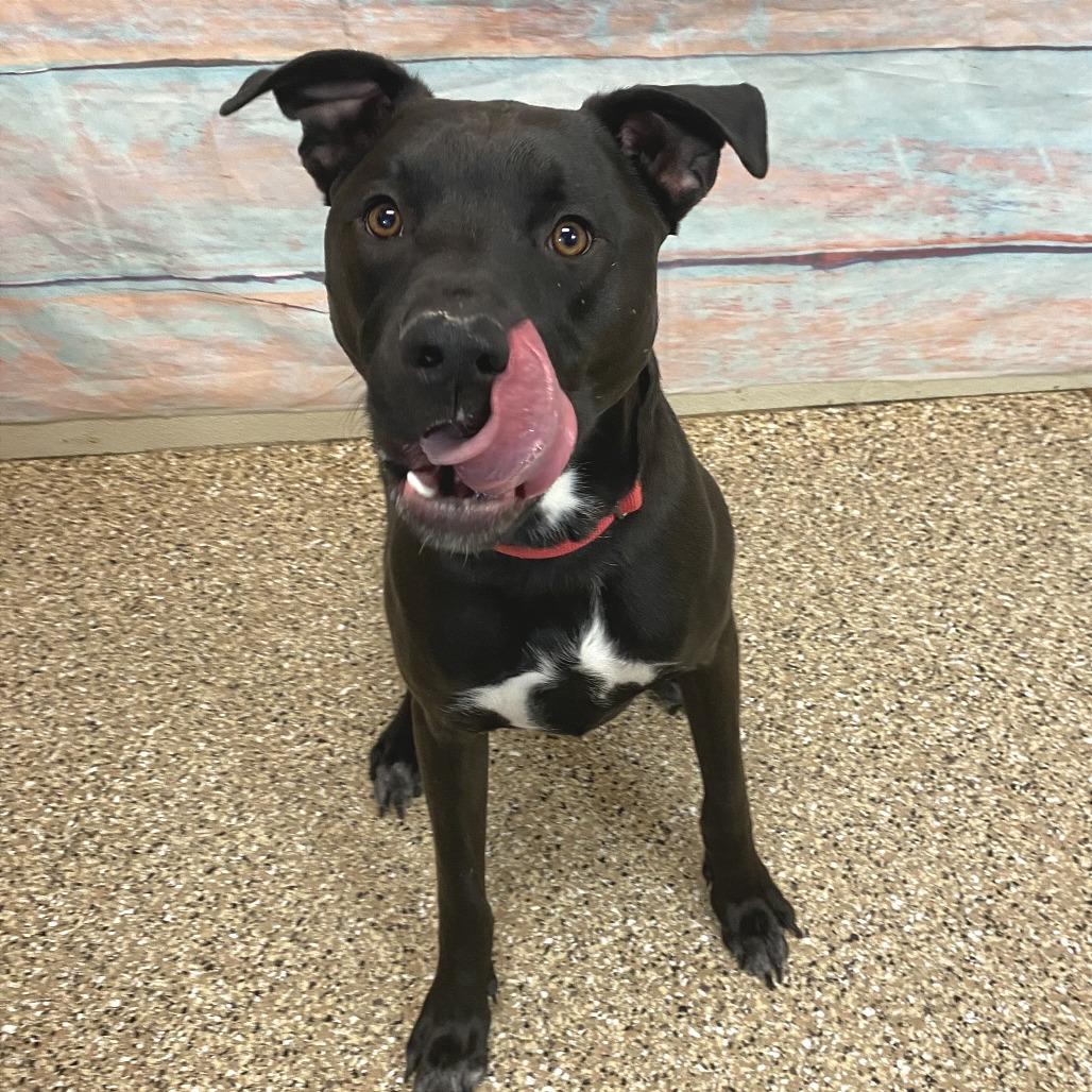 Enlarge Kevin, a Adoptable Mixed Breed in Cheyenne, WY image 2/5