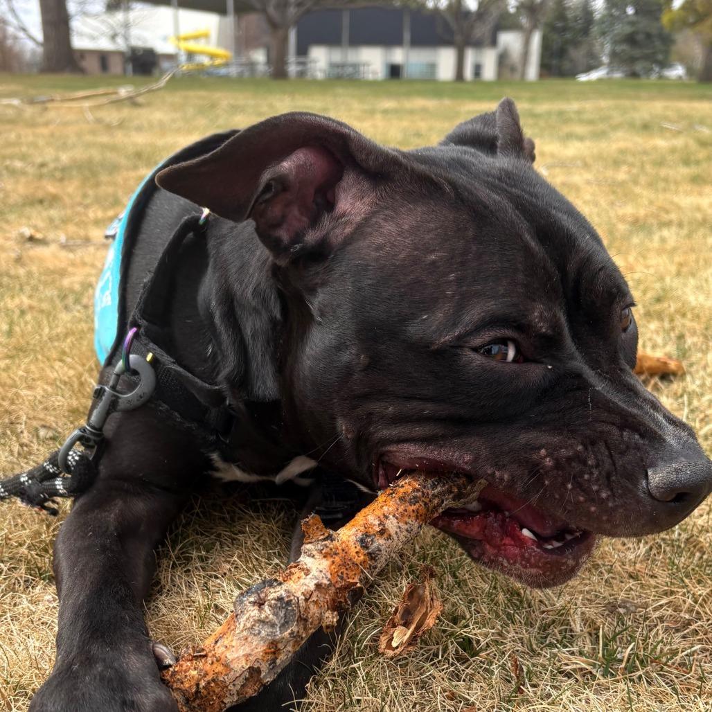 Enlarge Kevin, a Adoptable Mixed Breed in Cheyenne, WY image 3/5