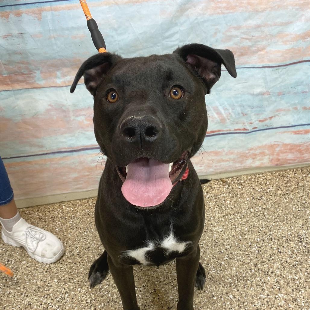 Enlarge Kevin, a Adoptable Mixed Breed in Cheyenne, WY image 4/5