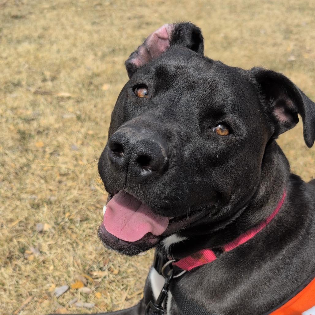 Enlarge Kevin, a Adoptable Mixed Breed in Cheyenne, WY image 5/5