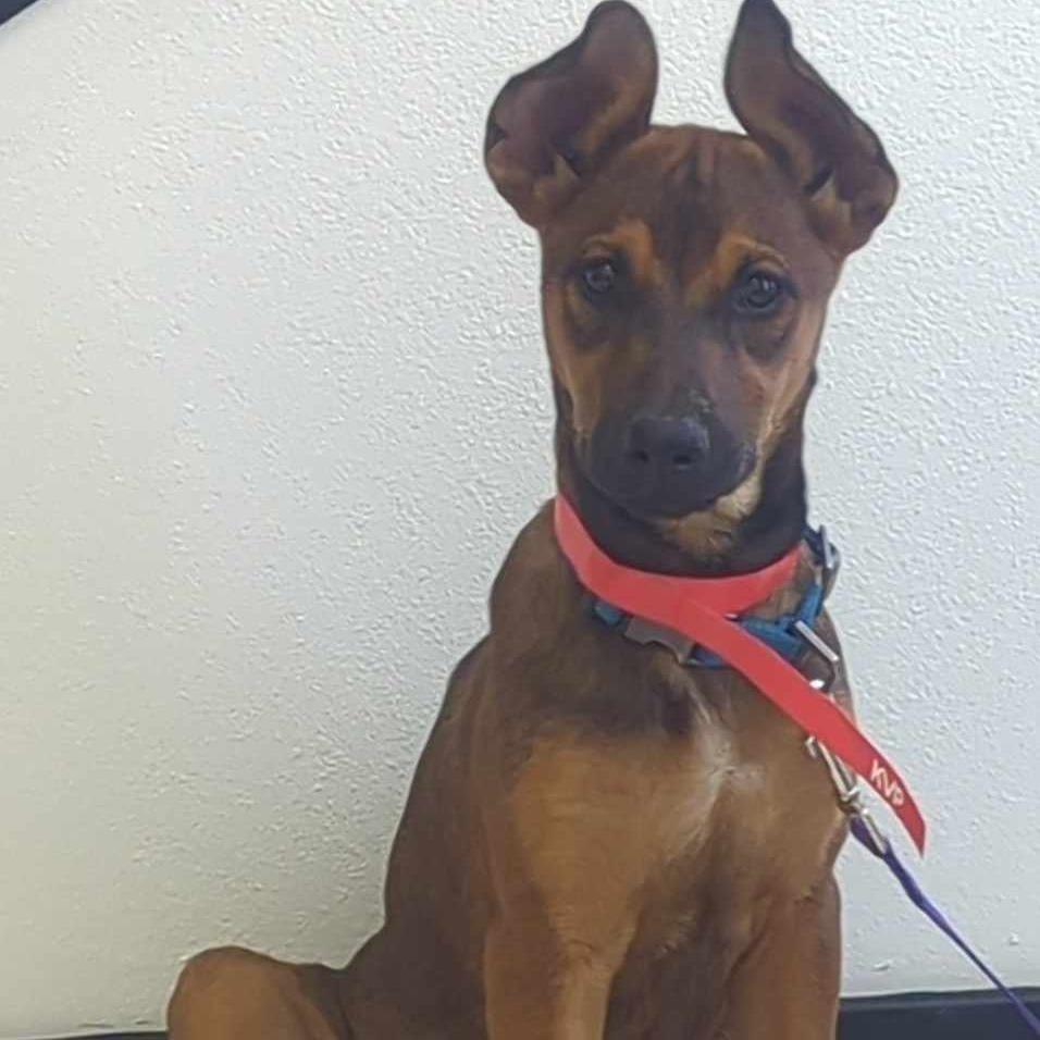 Enlarge Cinnamon, a Adoptable mixed breed in Tomball, TX image 1/6