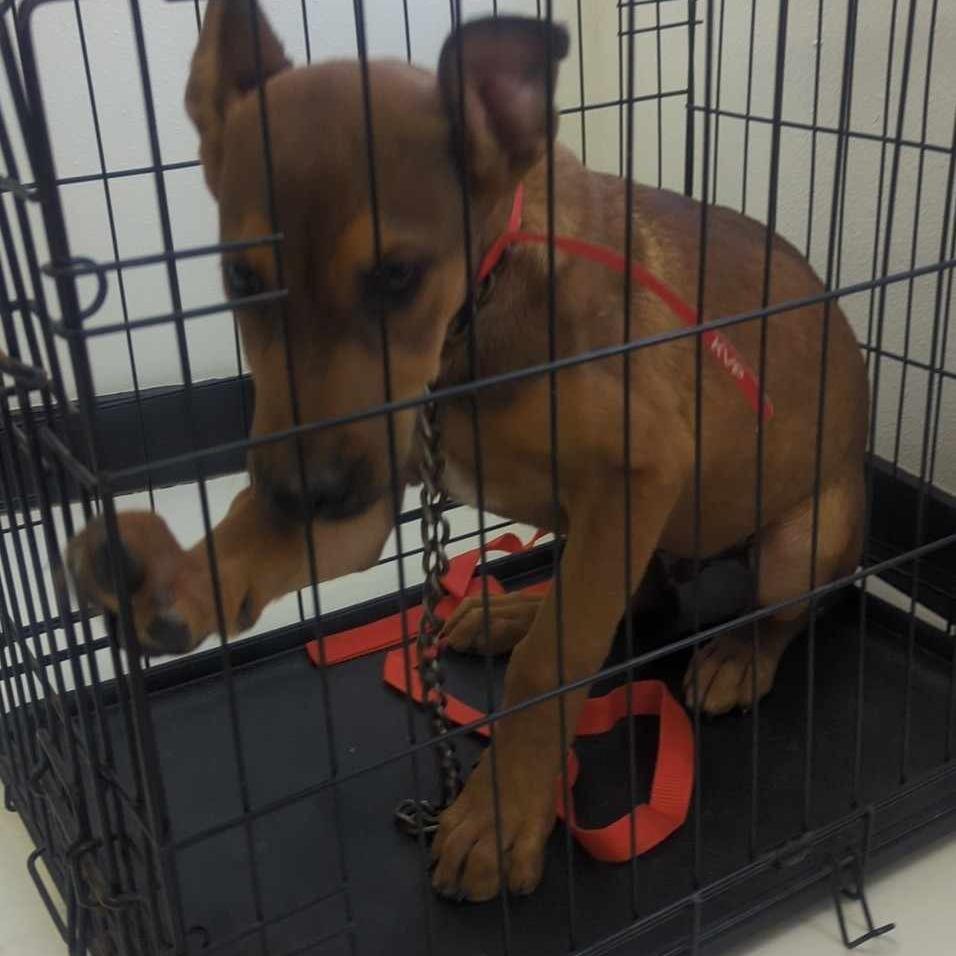 Enlarge Cinnamon, a Adoptable mixed breed in Tomball, TX image 2/6