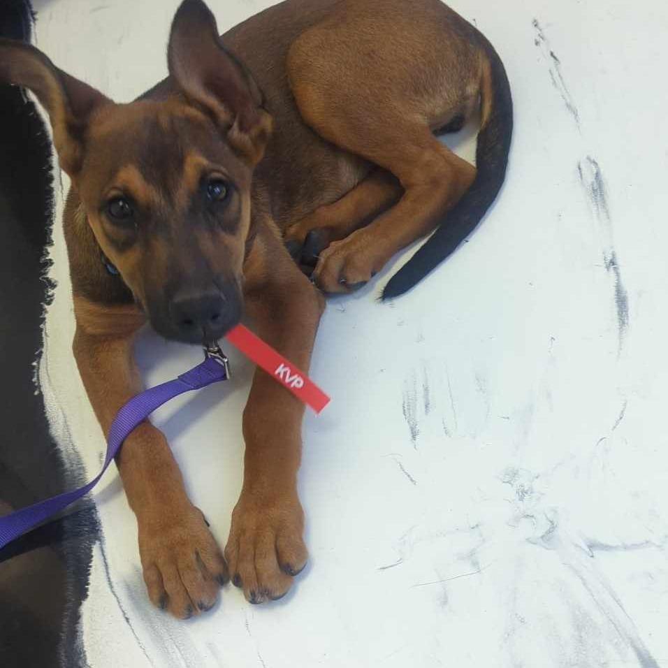 Enlarge Cinnamon, a Adoptable mixed breed in Tomball, TX image 3/6