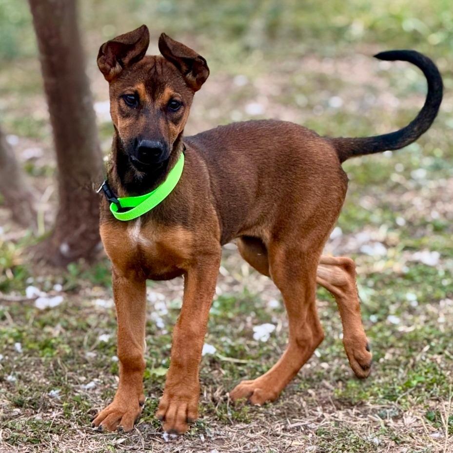 Enlarge Cinnamon, a Adoptable mixed breed in Tomball, TX image 4/6
