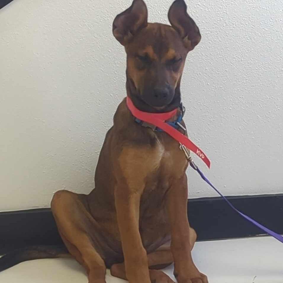 Enlarge Cinnamon, a Adoptable mixed breed in Tomball, TX image 6/6