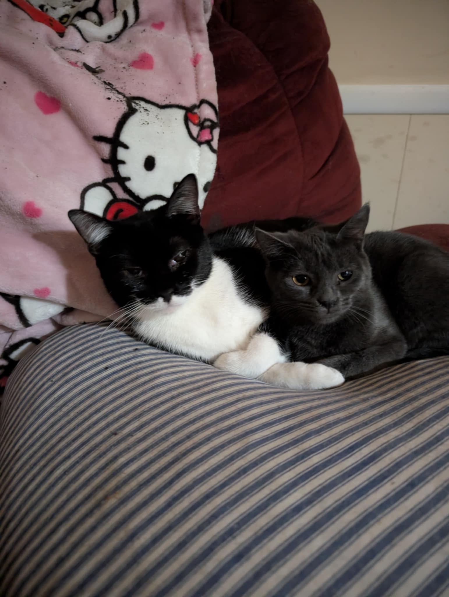 Jasmine & Harriet, Adoptable, Young Female Domestic Short Hair.