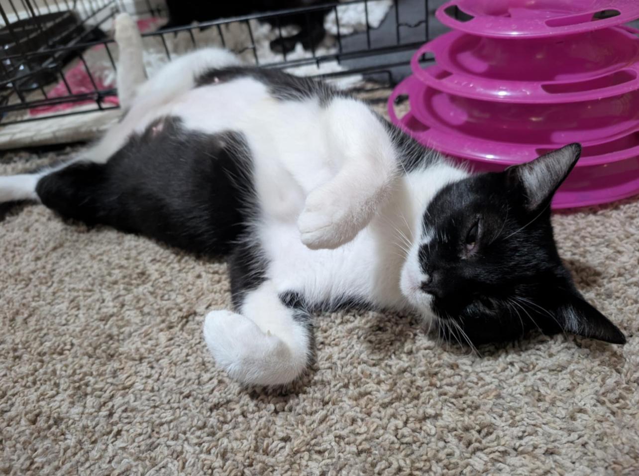 Enlarge Jasmine & Harriet, a Adoptable mixed breed in Randolph, AL image 2/6