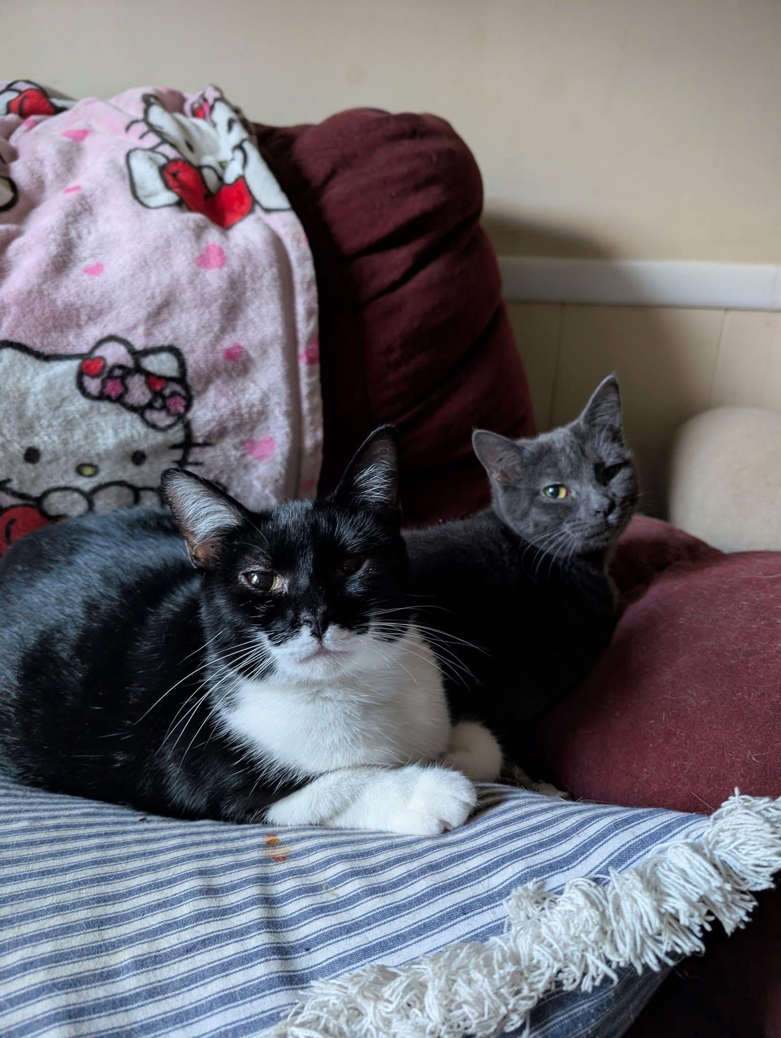 Enlarge Jasmine & Harriet, a Adoptable mixed breed in Randolph, AL image 3/6