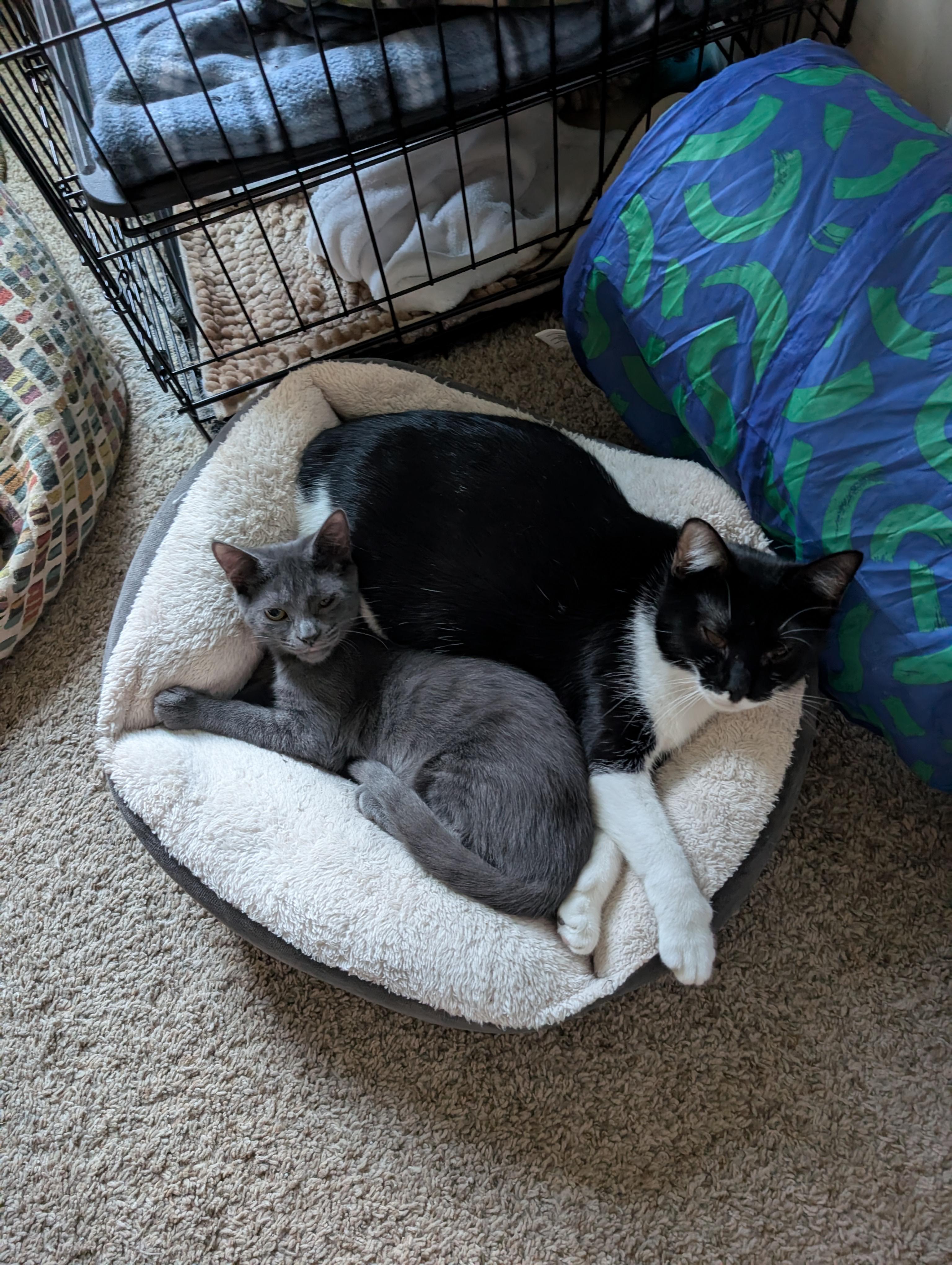 Enlarge Jasmine & Harriet, a Adoptable mixed breed in Randolph, AL image 6/6