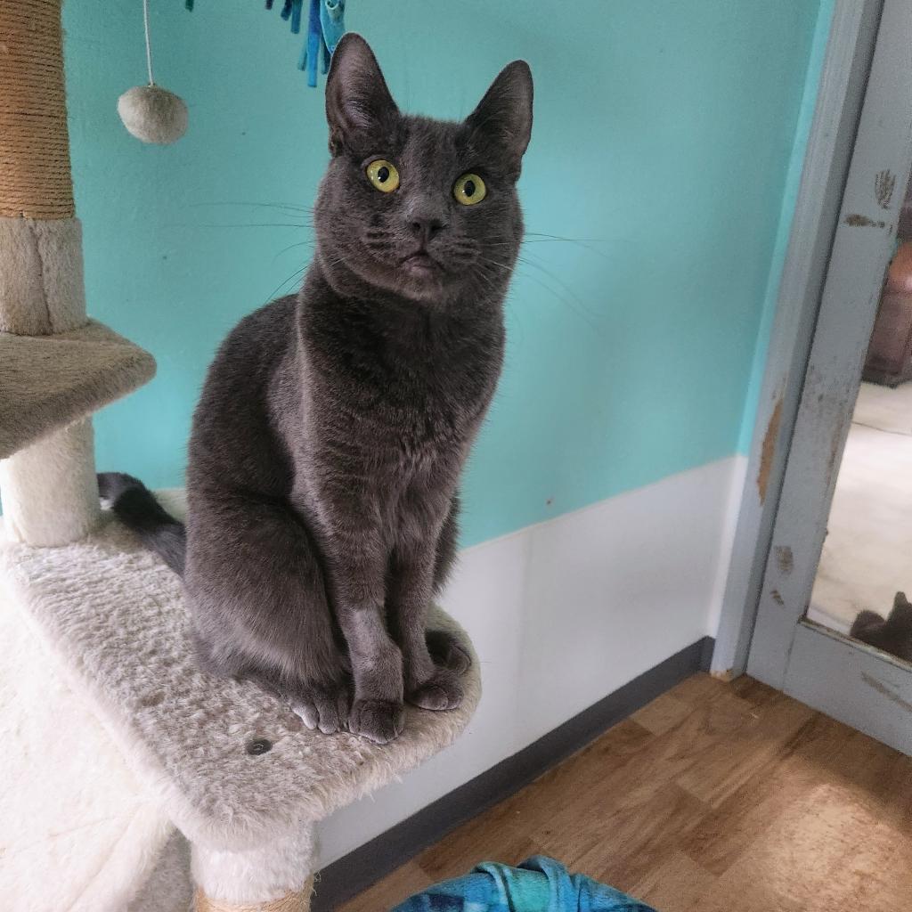 Enlarge Jules, a Adoptable Domestic Short Hair in Tucson, AZ image 1/1