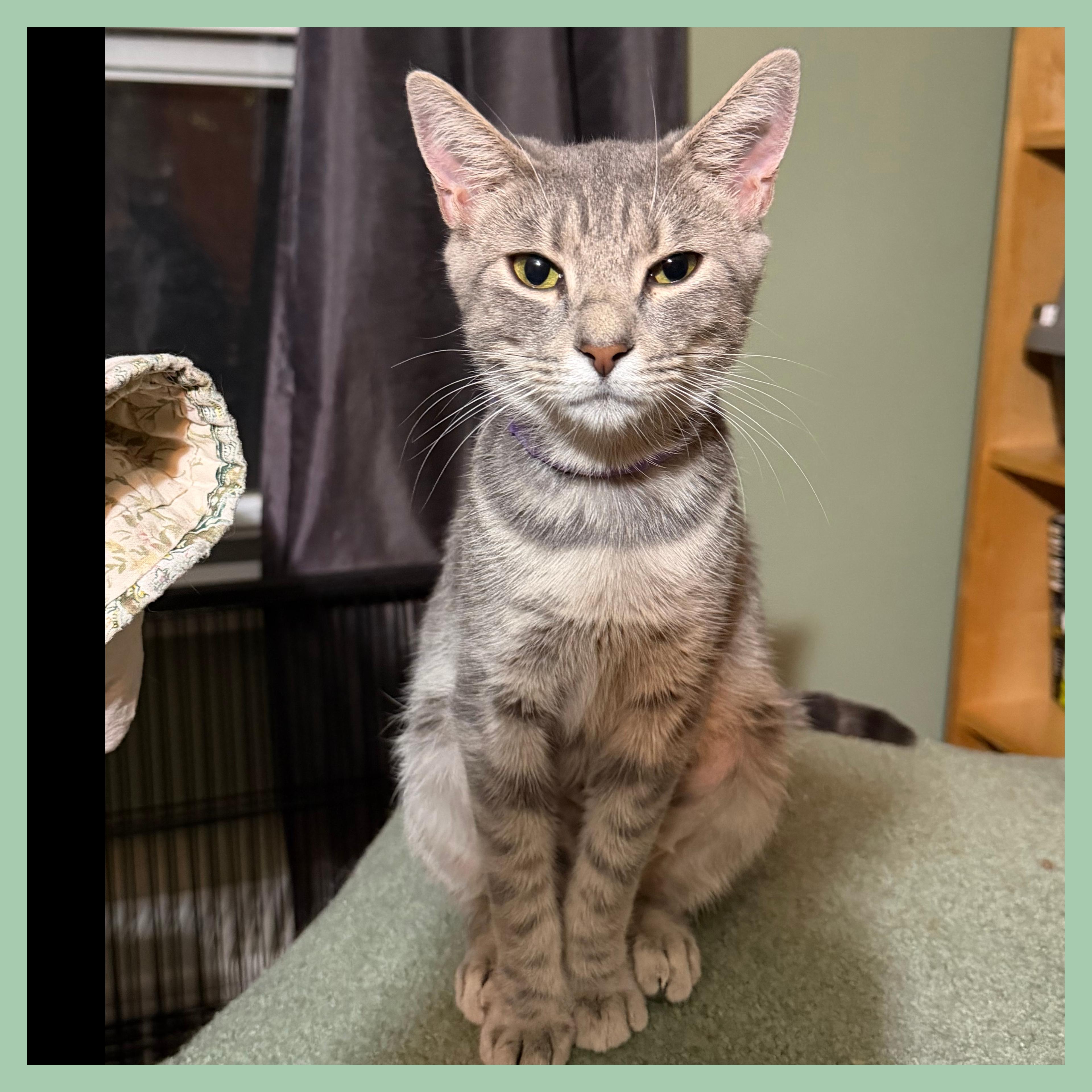 Phoebe, Adoptable, Adult Female Domestic Short Hair.
