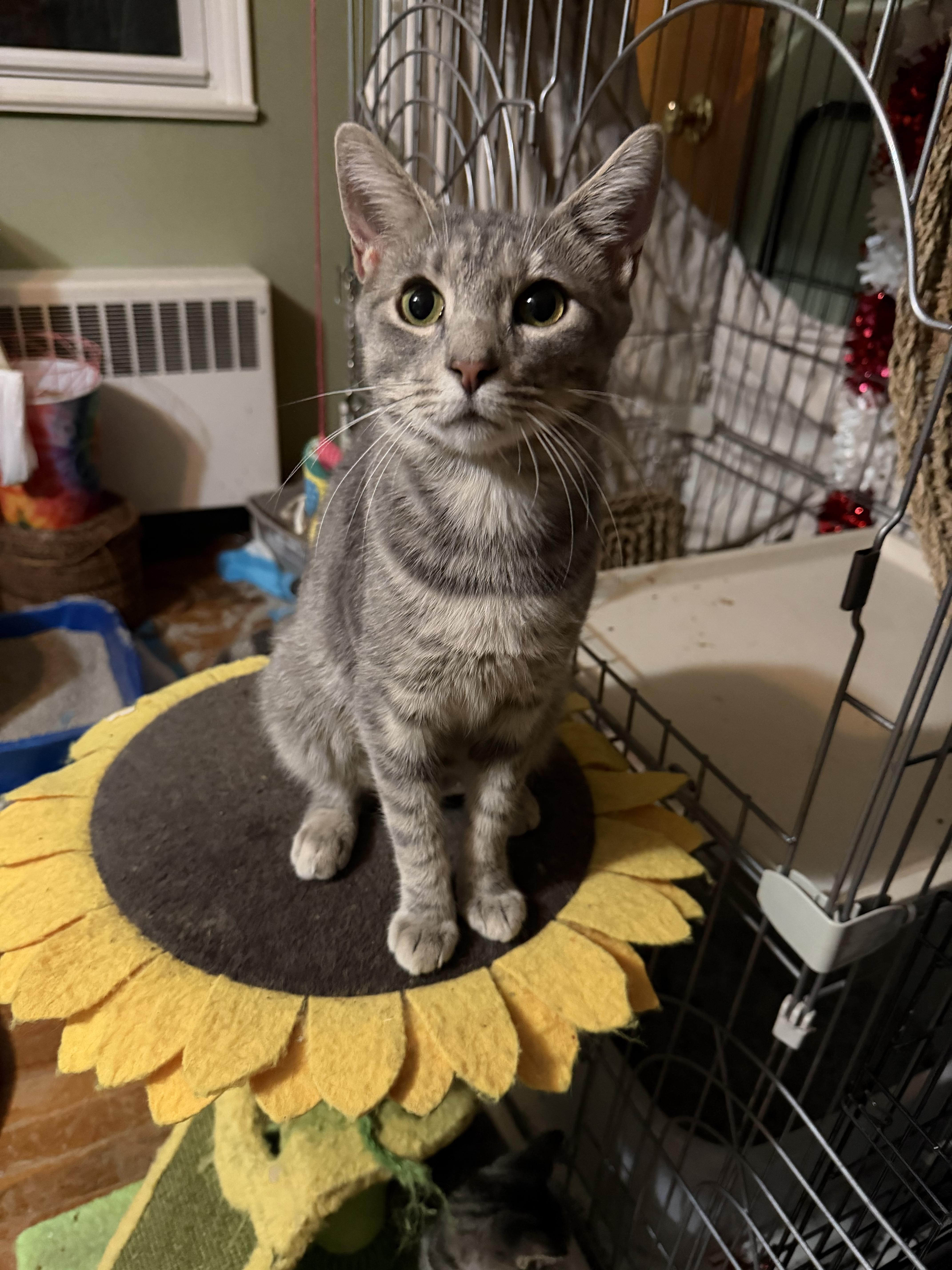 Enlarge Phoebe, a Adoptable Domestic Short Hair in Lansdowne, PA image 2/3