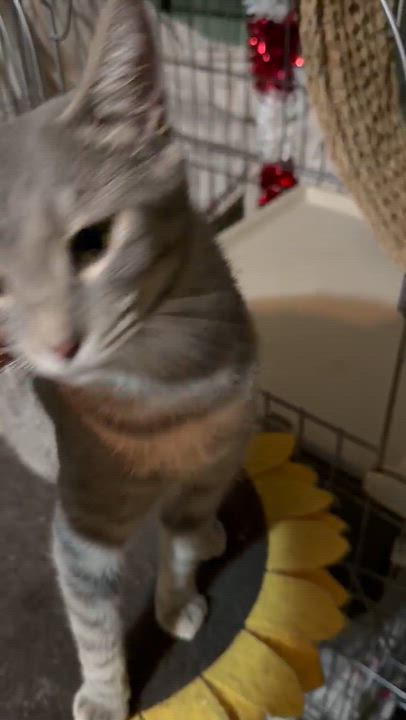 Enlarge Phoebe, a Adoptable Domestic Short Hair in Lansdowne, PA video 3/3