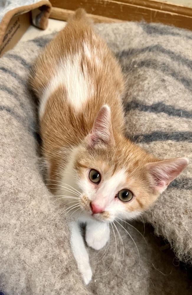 Gypsy, Adoptable, Kitten Female Domestic Short Hair.