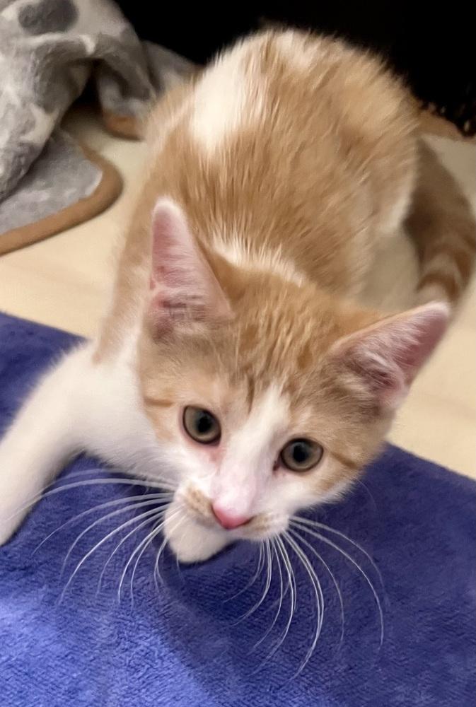 Enlarge Gypsy, a Adoptable mixed breed in Wheaton, IL image 2/5